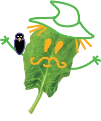 Salvador Spinach